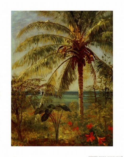 Albert Bierstadt Palm Tree, Nassau by Albert Bierstadt